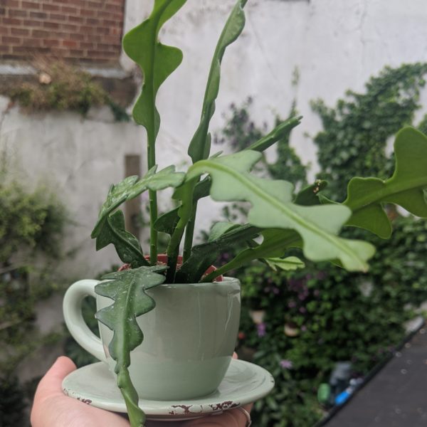 Green Teacup Planter
