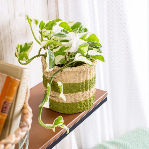 Basket Pot for Indoor Plants