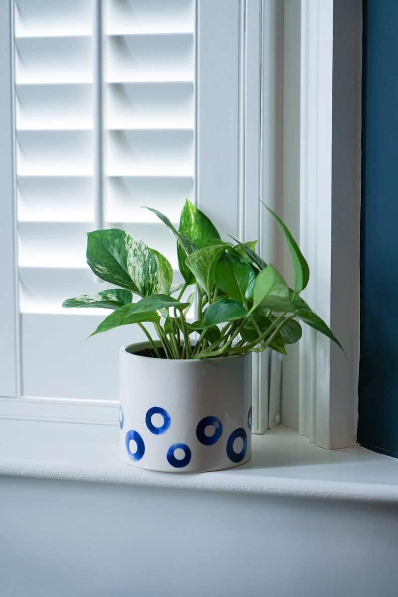 White Plant Pot featuring Blue Spots