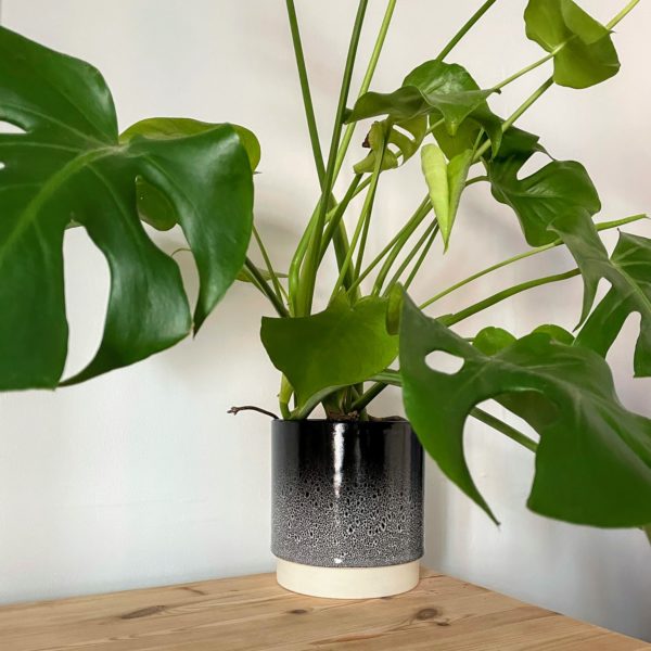 Black & White 17cm Planter with Swiss Cheese Plant