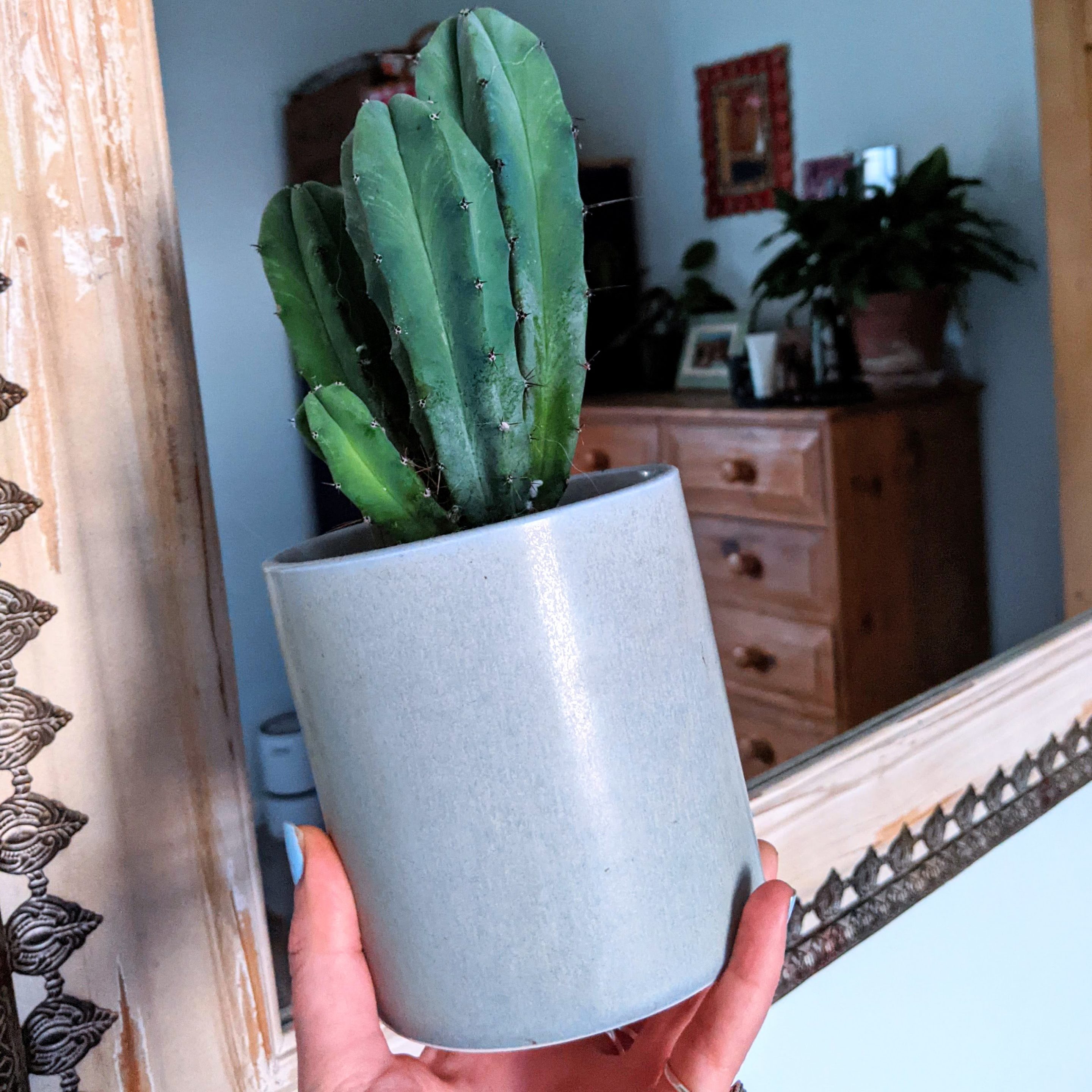 Straight pot with Cactus