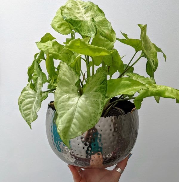 Silver Indoor Plant Pot with Syngonium podophyllum plant