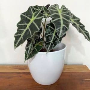Classic White Planter with Elephant Ear