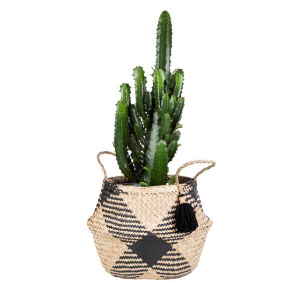 Black Seagrass Belly Basket Planter with Plant